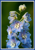 Light Blue Delphinium