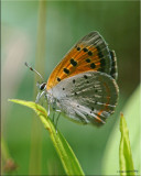 American Copper Butterfly