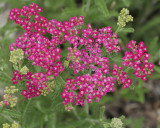 Yarrow Mixed Pastels #815 (8939)