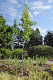 Big Tooth Maple #108 (9124)