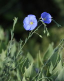 Blue Flax #746 (9172)