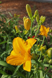 Daylily #822 (9135)