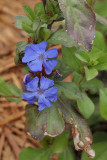 Plumbago #751 (9101)