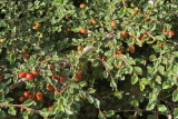 Creeping Cotoneaster #410 Berries (9243)