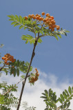 Mountain Ash Berries #109 (9574)