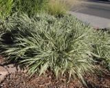 Feesey Ribbon Grass #568 (5982)
