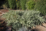 Feesey Ribbon Grass #568 (5983)