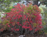 Wentworth American Cranberry Viburnum #419 (7279)
