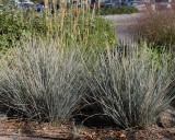 Blue Avena Grass #558 (9920)