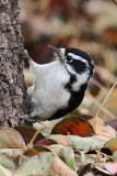 Downy Woodpecker (6205)