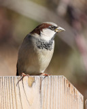 House Sparrow Male (6571)