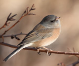 Pink-Sided Junco (6853)