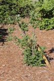 Seedling Butterfly Bush #436 (7562)