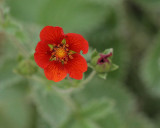 Barren Strawberry #760 (8508)