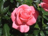Pink rose spring 2006