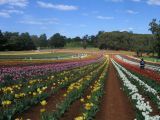 tulip fields in monbulk, victoria