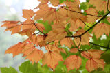 Arboretum 006.jpg