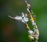 Arboretum 040.jpg