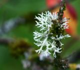 Arboretum 041.jpg