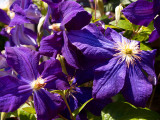 Flower_Algonquin Blues.jpg