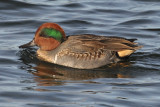 Green-winged Teal