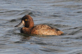 Greater Scaup