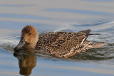 Northern Pintail