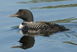 Common Loon