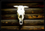 Cow Head
