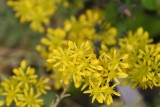 Sedum cristatum reflexum