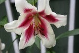 Lilium Altari