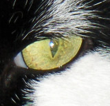 Frederiks eye