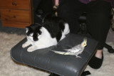 Pusser with his best friend Frederik
