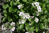 Gypsophila cerastioides