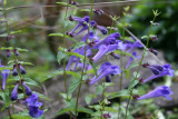 Penstemon