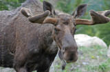 Bull Moose