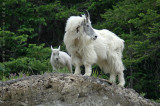 Mountain Goats