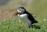 Puffins of Skomer Island