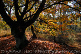 Autumn Colours - Groote Meer