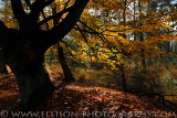 Autumn Colours - Groote Meer