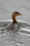 Pied Billed Grebe