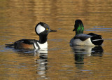 Hooded Merganser