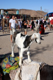 Young Goat, riding a donkey