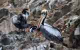 Ballestas Islands