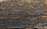 Lots of birds, Ballestas Islands