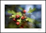 Hawthorn Berries 3