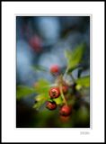 Hawthorn Berries 2