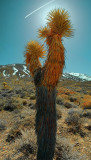 Joshua Tree