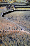 Jatiluwih rice terraces.