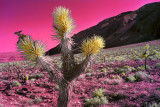 Joshua Tree forest